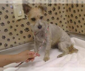 Cairn Terrier-Unknown Mix Dogs for adoption in Sacramento, CA, USA