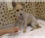 Small Cairn Terrier Mix