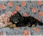 Small Photo #4 Aussiedoodle Puppy For Sale in OXFORD, PA, USA
