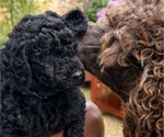 Puppy Bailey Poodle (Standard)