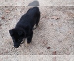 Small Photo #7 German Shepherd Dog Puppy For Sale in NOBLE, OK, USA