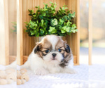 Small Photo #31 Shih Tzu Puppy For Sale in SYRACUSE, IN, USA