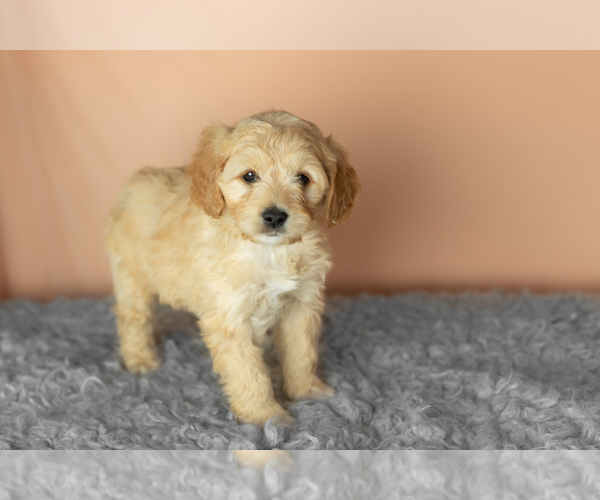 Medium Photo #4 Golden Cavadoodle Puppy For Sale in MILLERSBURG, IN, USA