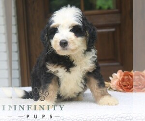 Bernedoodle (Miniature) Puppy for sale in NARVON, PA, USA