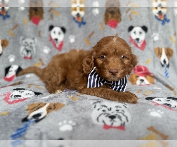 Medium Photo #3 Cockapoo (Miniature) Puppy For Sale in LAKELAND, FL, USA