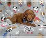 Small #2 Cockapoo (Miniature)