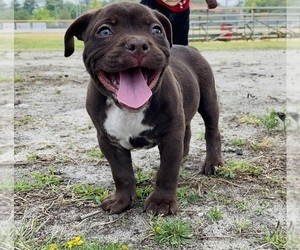 American Bully Puppy for sale in FAYETTEVILLE, NC, USA