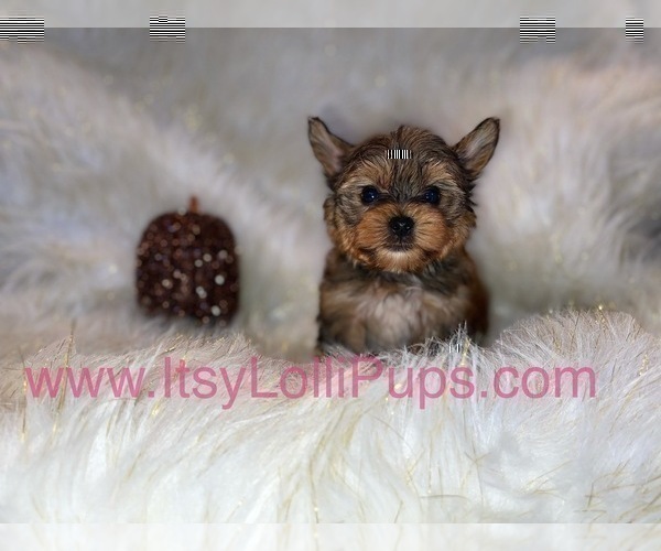 Medium Photo #15 Yorkshire Terrier Puppy For Sale in HAYWARD, CA, USA