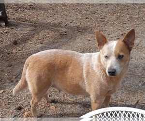 Mother of the Australian Cattle Dog puppies born on 06/12/2025