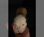 Puppy Mr Trooper American Bulldog