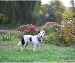 Small #6 Border Collie-Huskies  Mix