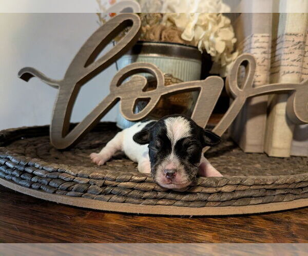 Medium Photo #2 Unknown-Wheaten Terrier Mix Puppy For Sale in Vail, AZ, USA