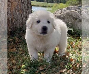 Great Pyrenees Puppy for sale in BRIGHTON, IA, USA