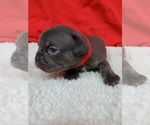 Small Photo #4 French Bulldog Puppy For Sale in AFTON, WY, USA