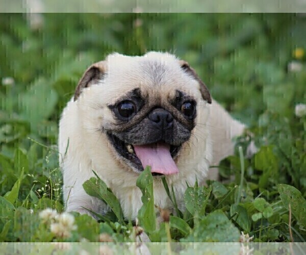 Medium Photo #1 Pug Puppy For Sale in LIBERTY, KY, USA