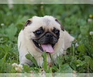Mother of the Pug puppies born on 05/02/2026