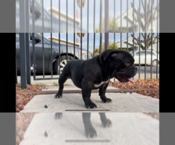 Medium Photo #1 American Bully Puppy For Sale in BAY POINT, CA, USA