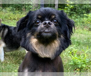Pekalier Dogs for adoption in Cookeville, TN, USA