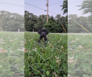 Great Dane Puppy for sale in WALNUT GROVE, MO, USA