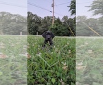 Image preview for Ad Listing. Nickname: Litter of 3