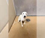 Small Mutt
