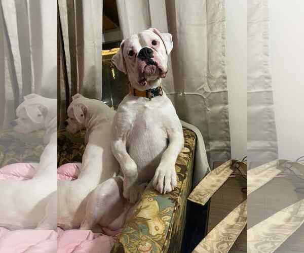 Medium Photo #3 Boxer Puppy For Sale in Woodbury, MN, USA