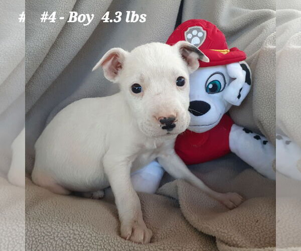 Medium Photo #10 Boxer-Unknown Mix Puppy For Sale in Hinton, WV, USA