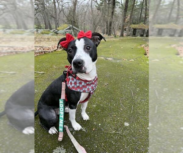 Medium Photo #1 Staffordshire Bull Terrier-Unknown Mix Puppy For Sale in Dedham, MA, USA