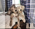 Small #2 Havanese