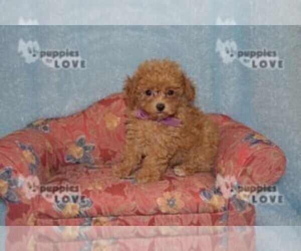 Full screen Photo #10 Poodle (Toy) Puppy For Sale in SANGER, TX, USA