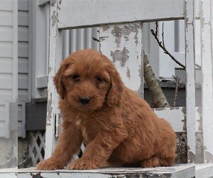 Goldendoodle-Poodle (Miniature) Mix Puppy for sale in GORDONVILLE, PA, USA