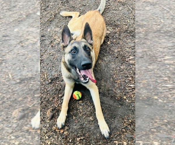 Medium Photo #1 Mutt Puppy For Sale in Imlay City, MI, USA