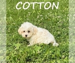 Cotton - Male Shih-Poo Puppy for Sale - Photo #3