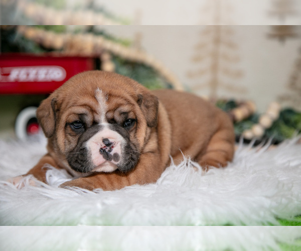 Medium Photo #1 Beabull Puppy For Sale in FRESNO, OH, USA