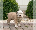 Small #1 Olde English Bulldogge