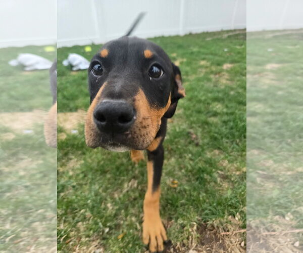 Medium Photo #2 Doberman Pinscher-Unknown Mix Puppy For Sale in Minneaoplis, MN, USA