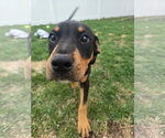 Small #1 Doberman Pinscher Mix