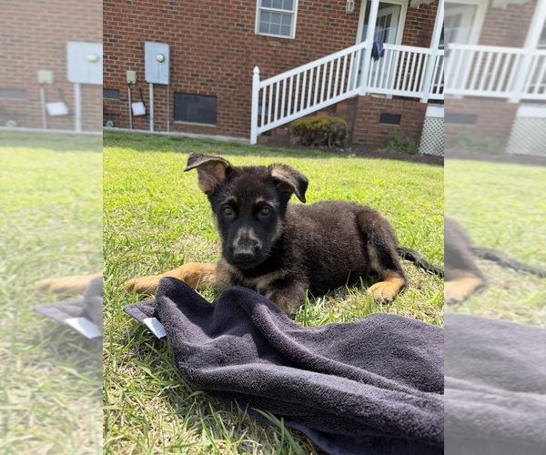 Medium Photo #3 German Shepherd Dog Puppy For Sale in GREENVILLE, NC, USA