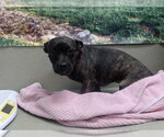 Small Mutt