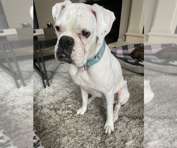 Medium Photo #6 Boxer Puppy For Sale in Austin, TX, USA