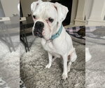 Small #5 Boxer