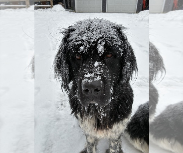 Medium Photo #1 Newfoundland Puppy For Sale in SAXTONS RIVER, VT, USA