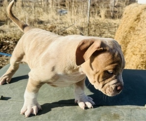 American Bully Puppy for Sale in GROVE CITY, Minnesota USA