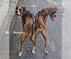 Brewster II - Male Boxer Dog for Adoption - Photo #2