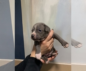 American Bully Puppy for Sale in CHICAGO, Illinois USA