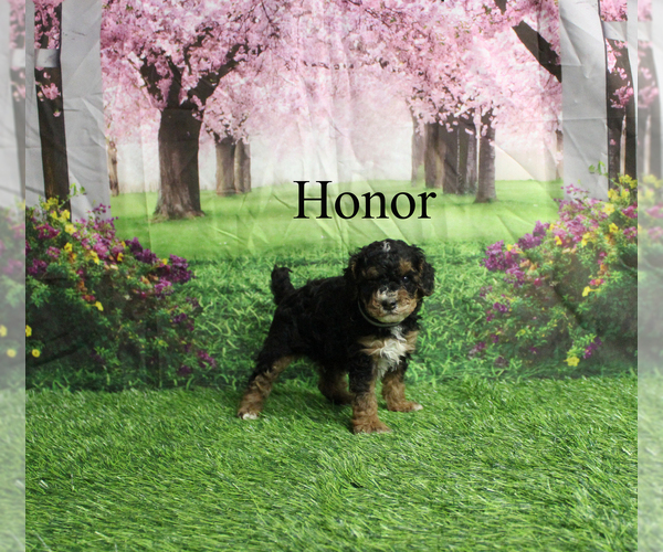 Medium Photo #1 Poodle (Toy) Puppy For Sale in CHANUTE, KS, USA
