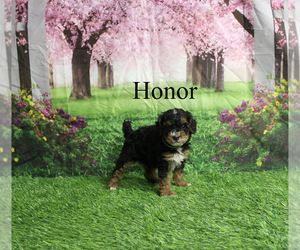 Poodle (Toy) Puppy for sale in CHANUTE, KS, USA