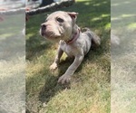 Small #1 American Bully