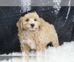 Puppy Santino F1 Maltipoo