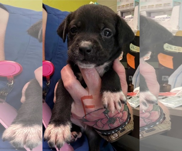 Medium Photo #3 Boxador Puppy For Sale in SHERBURNE, NY, USA